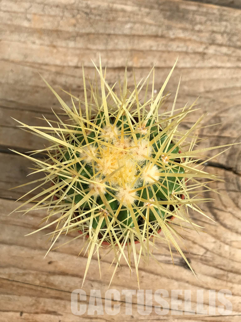 SH6351 Echinocactus grusonii - Image 6