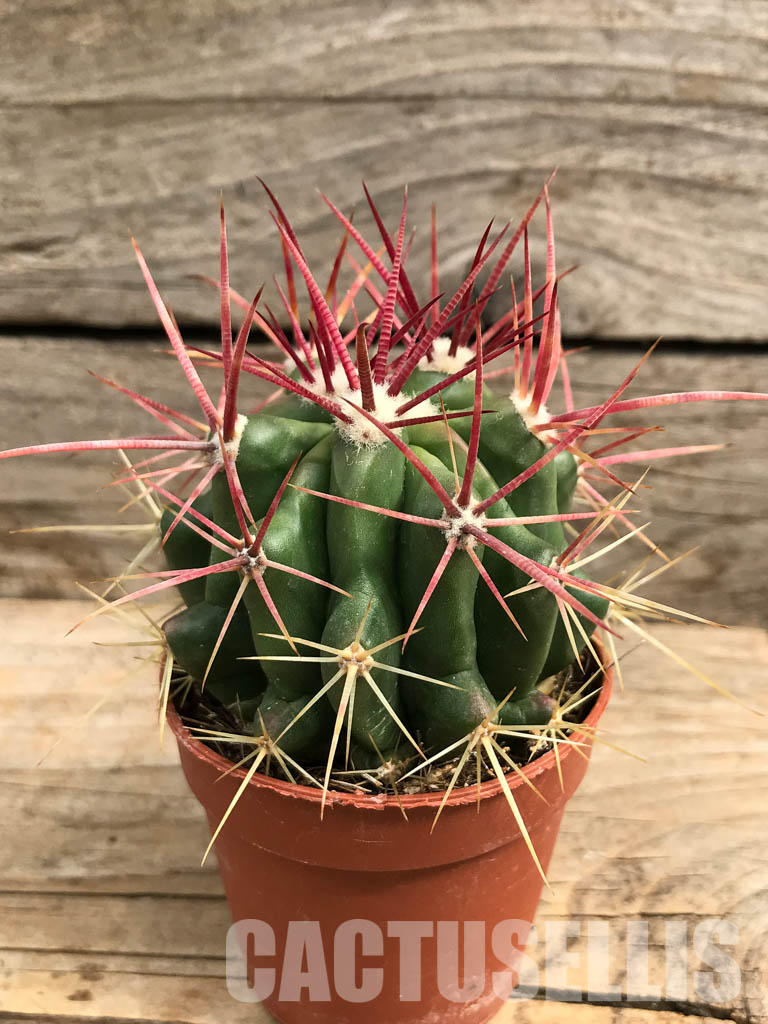 SH6352 Ferocactus - Imagen 2