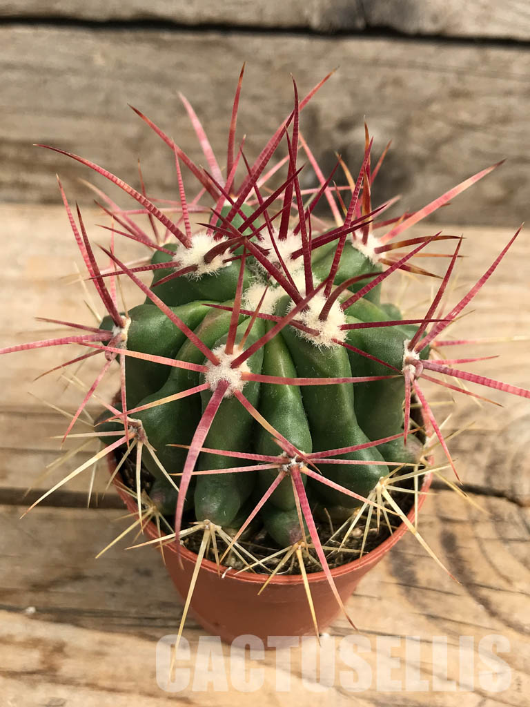 SH6352 Ferocactus - Imagen 3