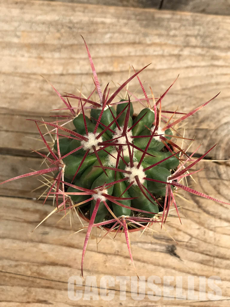 SH6352 Ferocactus - Imagen 4