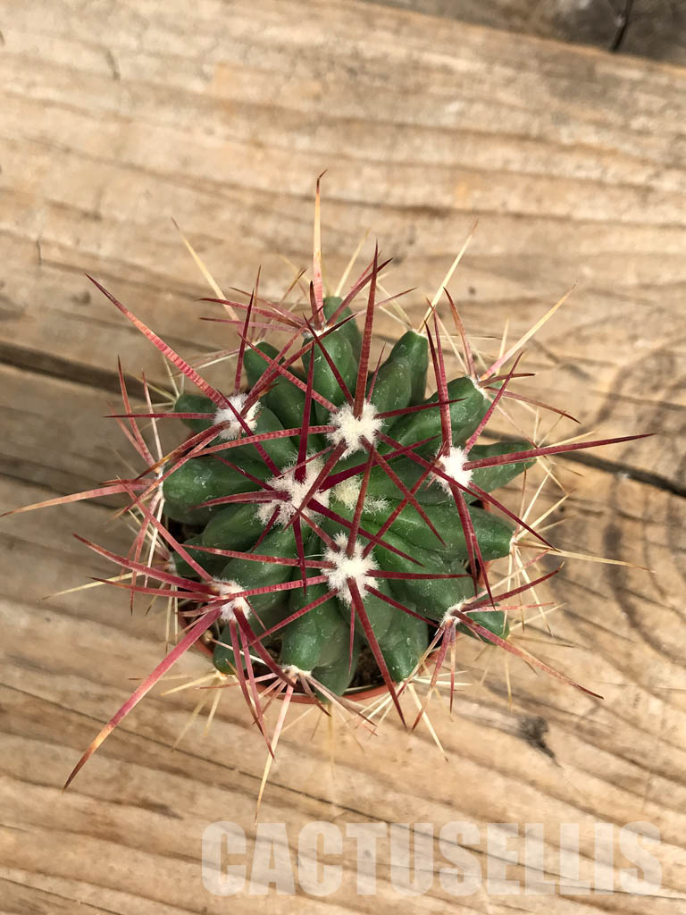 SH6352 Ferocactus - Imagen 5