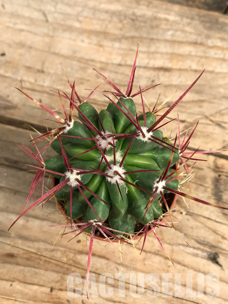 SH6352 Ferocactus - Imagen 6