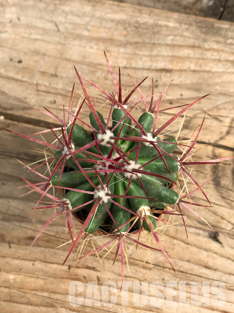 SH6352 Ferocactus - Imagen 7
