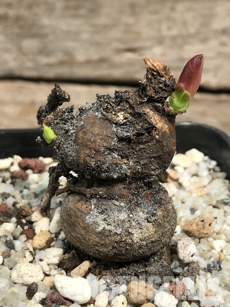 SHPR6354 Monadenium globosum ES 20369, Tanzania, East Africa