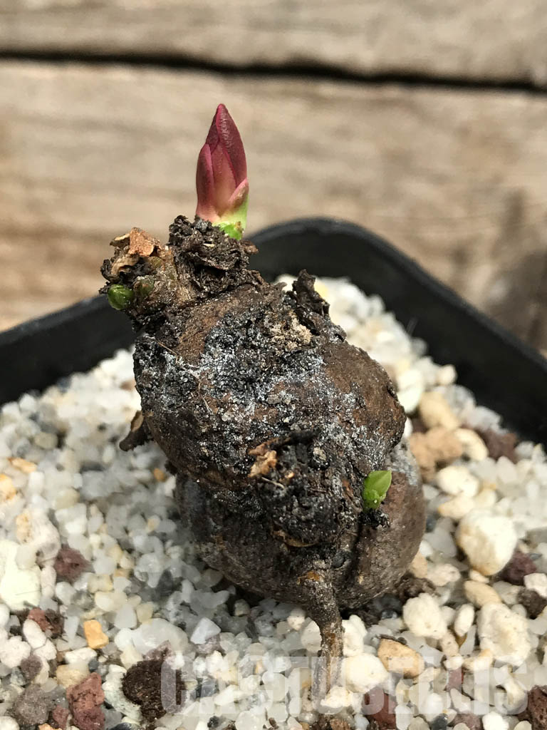 SHPR6354 Monadenium globosum ES 20369, Tanzania, East Africa - immagine 3