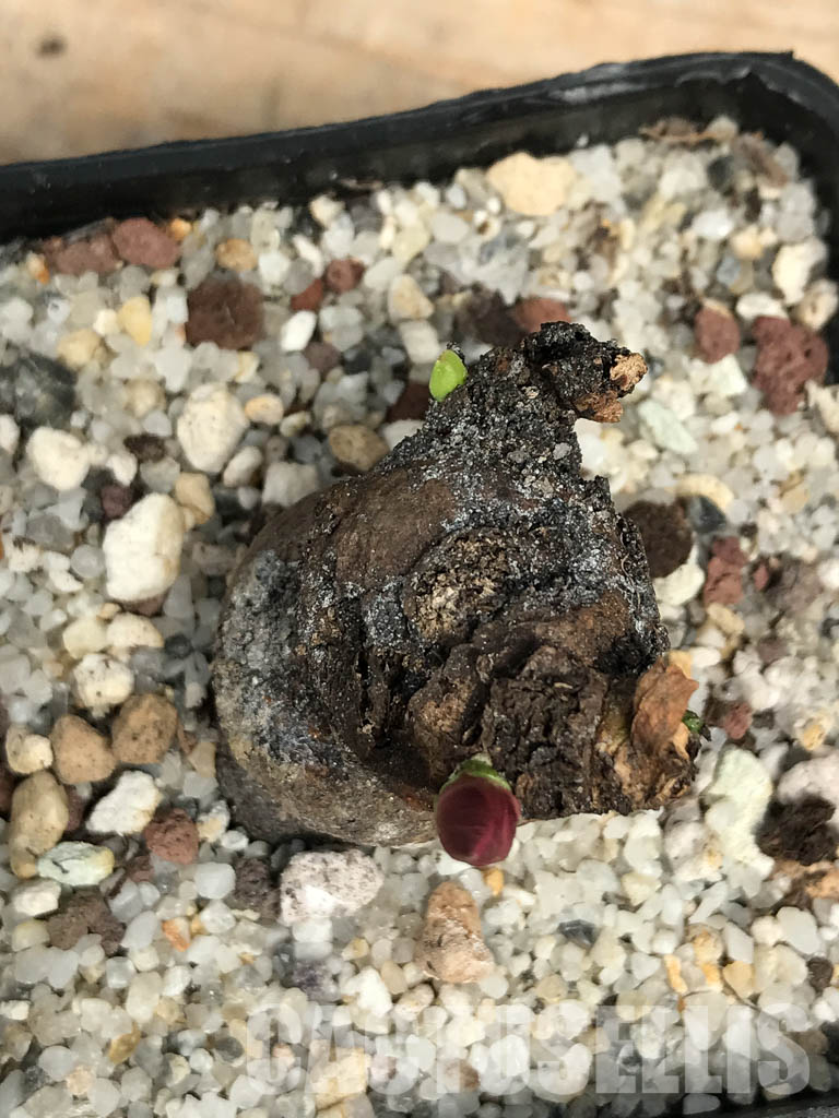 SHPR6354 Monadenium globosum ES 20369, Tanzania, East Africa - immagine 4