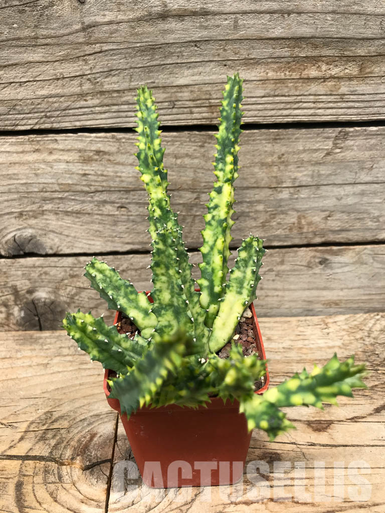SHPR6357 Huernia zebrina, Zimbabwe, Mozambique, South Africa - Image 2