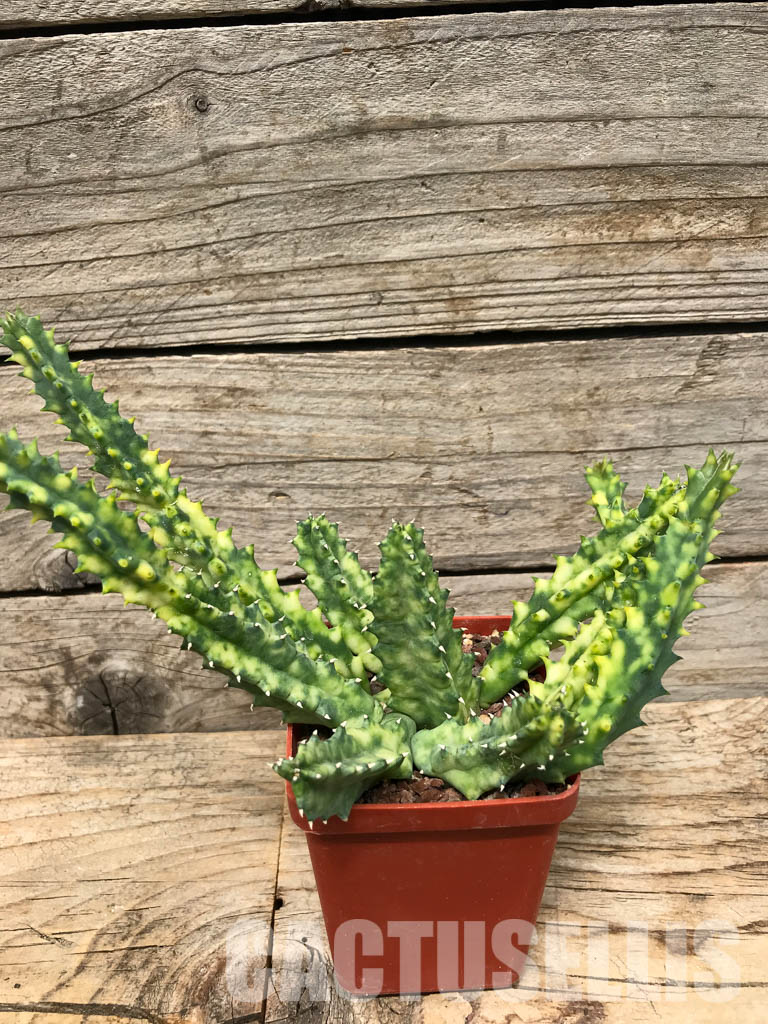 SHPR6357 Huernia zebrina, Zimbabwe, Mozambique, South Africa - Image 3