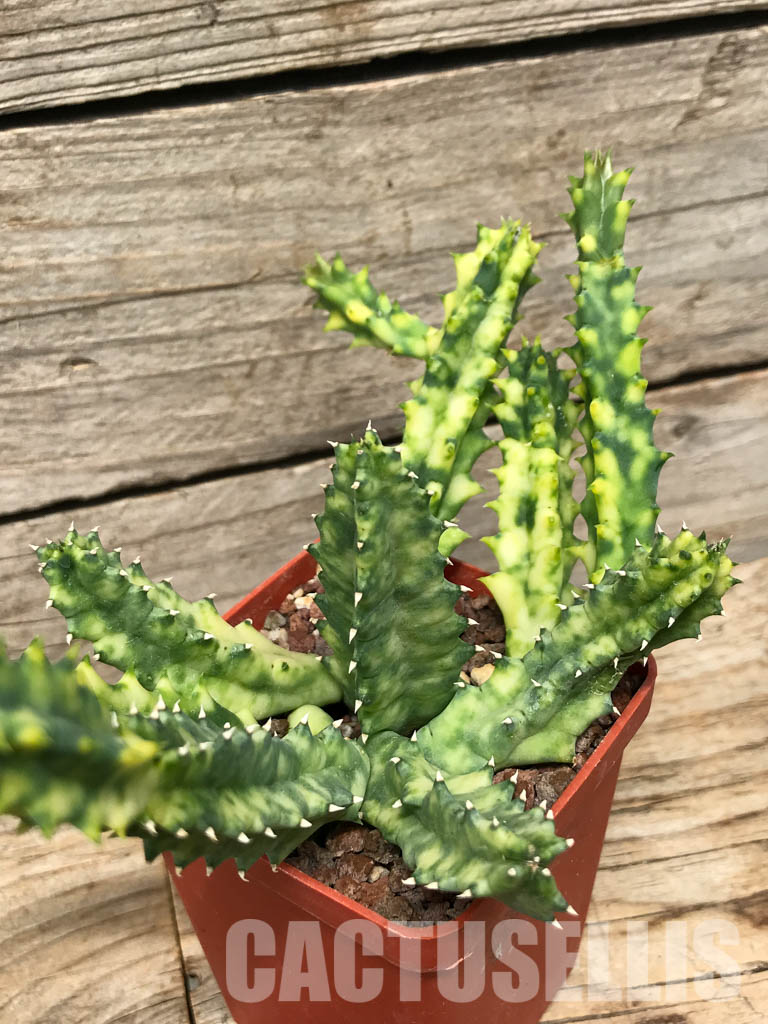 SHPR6357 Huernia zebrina, Zimbabwe, Mozambique, South Africa