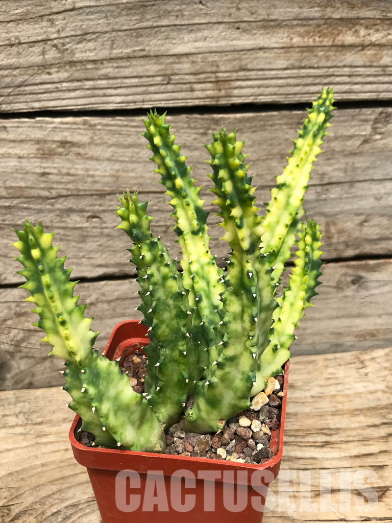 SHPR6357 Huernia zebrina, Zimbabwe, Mozambique, South Africa - Image 5