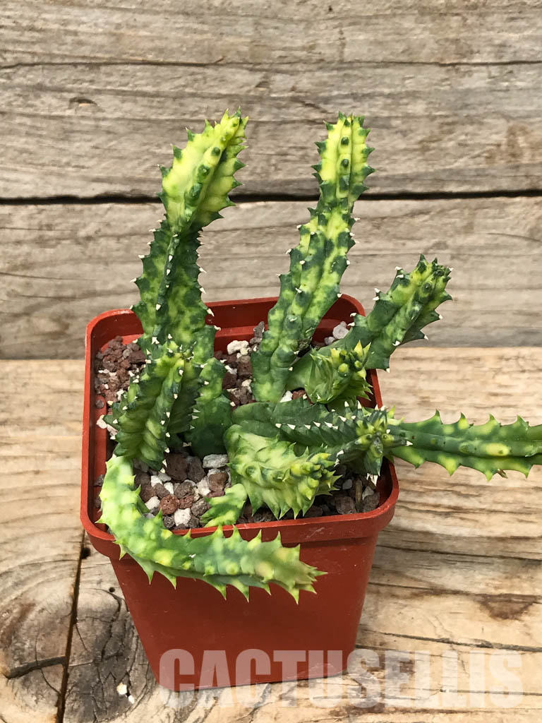 SHPR6357 Huernia zebrina, Zimbabwe, Mozambique, South Africa - Image 6