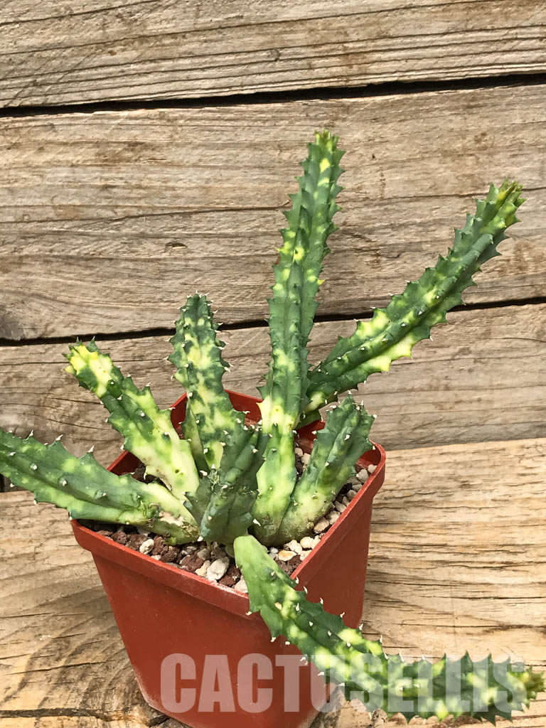 SHPR6357 Huernia zebrina, Zimbabwe, Mozambique, South Africa - Image 7