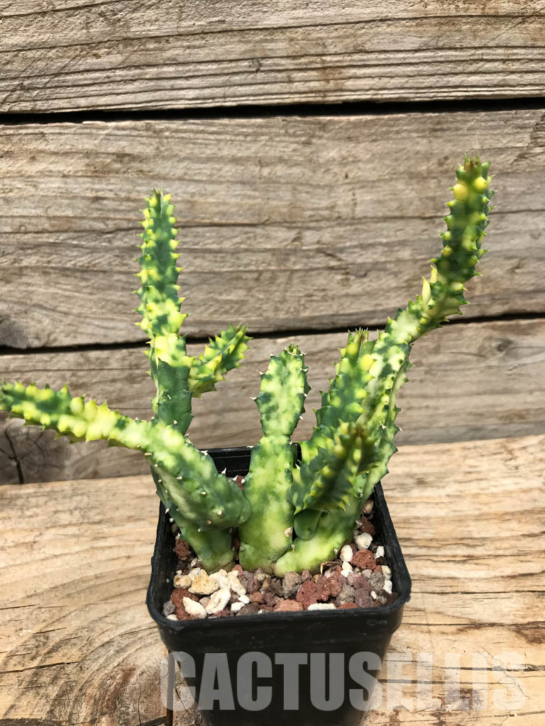 SHPR6358 Huernia zebrina, Zimbabwe, Mozambique, South Africa - Image 2