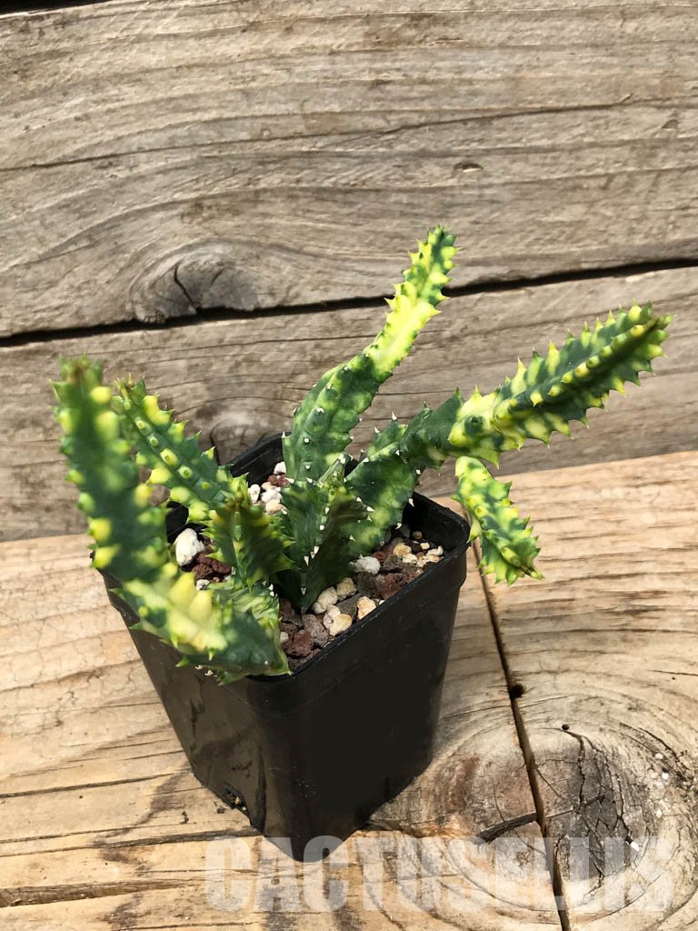 SHPR6358 Huernia zebrina, Zimbabwe, Mozambique, South Africa