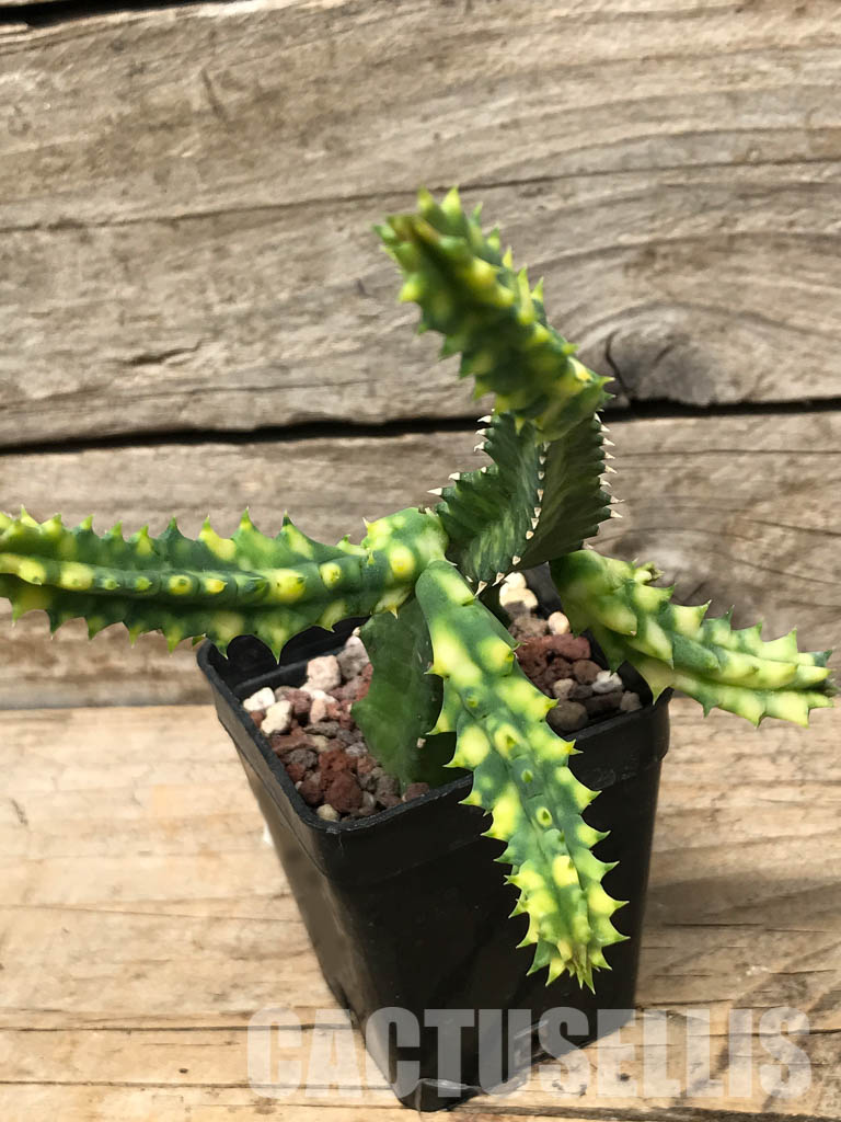 SHPR6358 Huernia zebrina, Zimbabwe, Mozambique, South Africa - Image 4