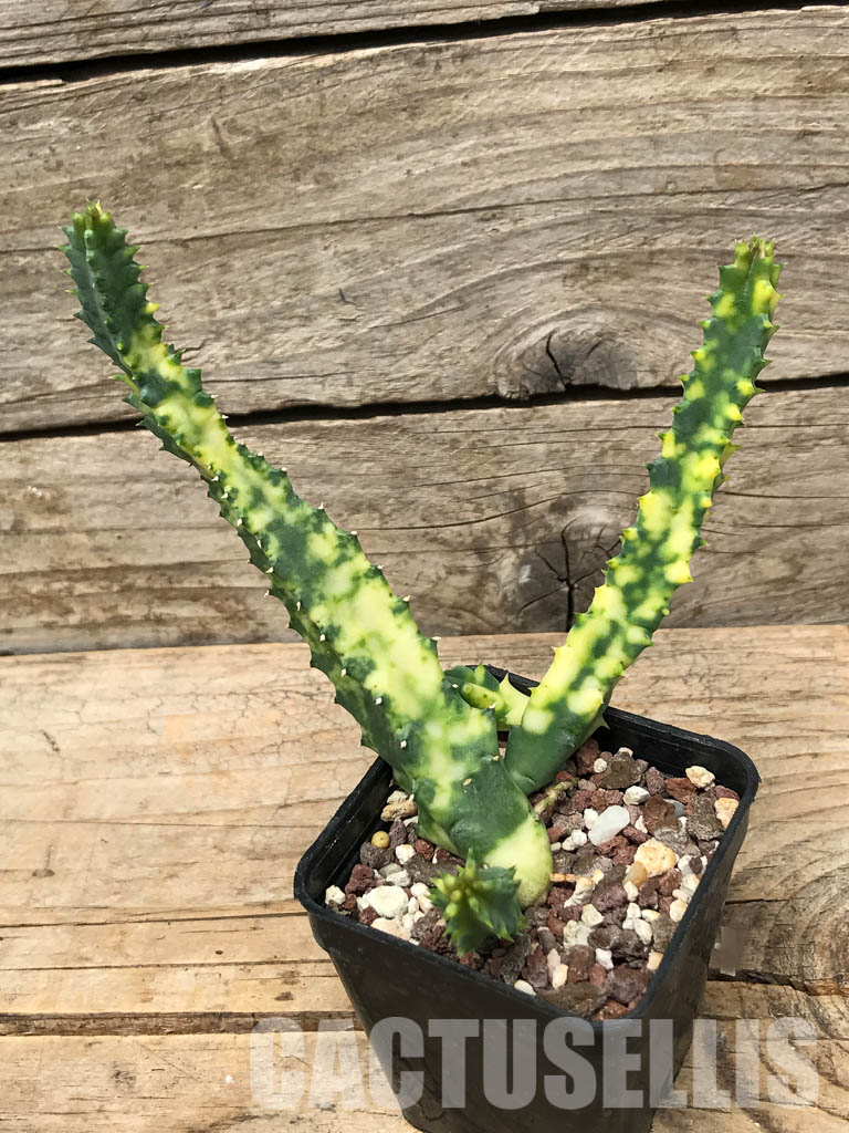 SHPR6358 Huernia zebrina, Zimbabwe, Mozambique, South Africa - Image 5