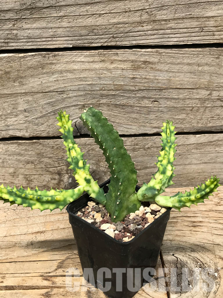 SHPR6358 Huernia zebrina, Zimbabwe, Mozambique, South Africa - Image 6