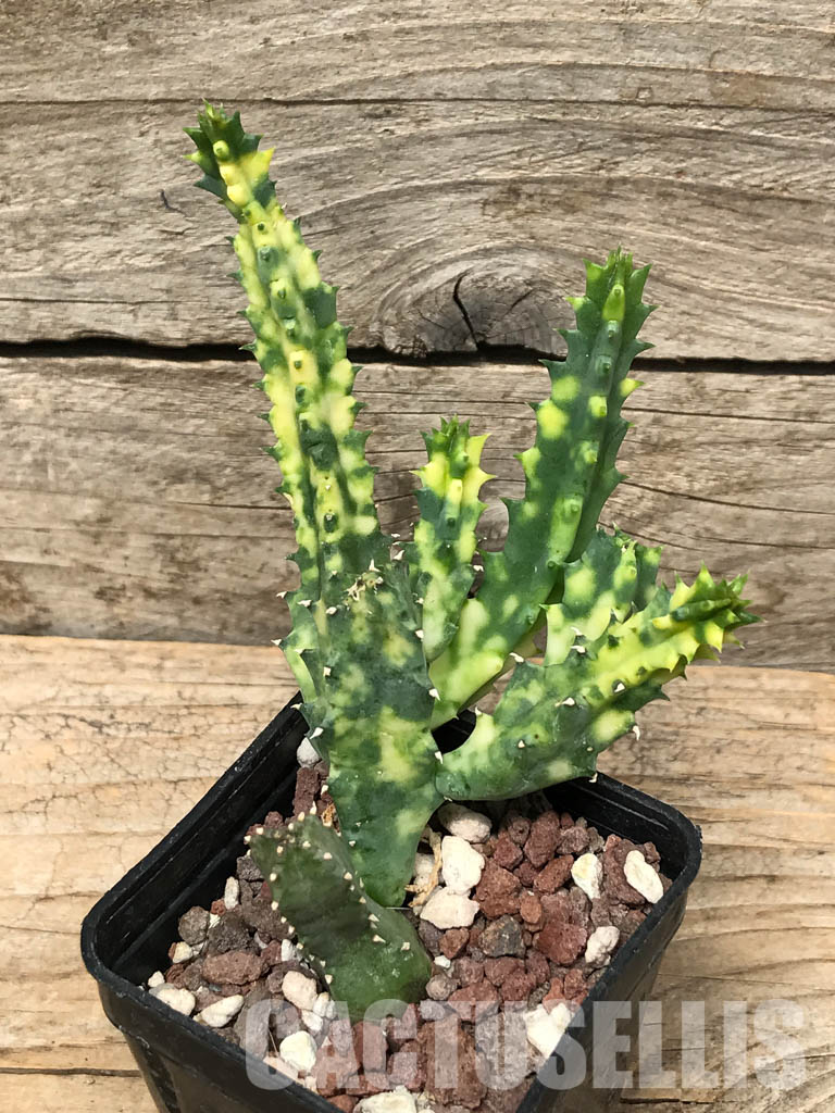 SHPR6358 Huernia zebrina, Zimbabwe, Mozambique, South Africa - Image 7