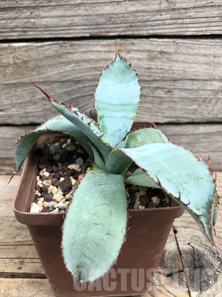 SHPR6359 Agave guadalajarana 'Leon Raft', Guadalajara region, Mexico - Image 2