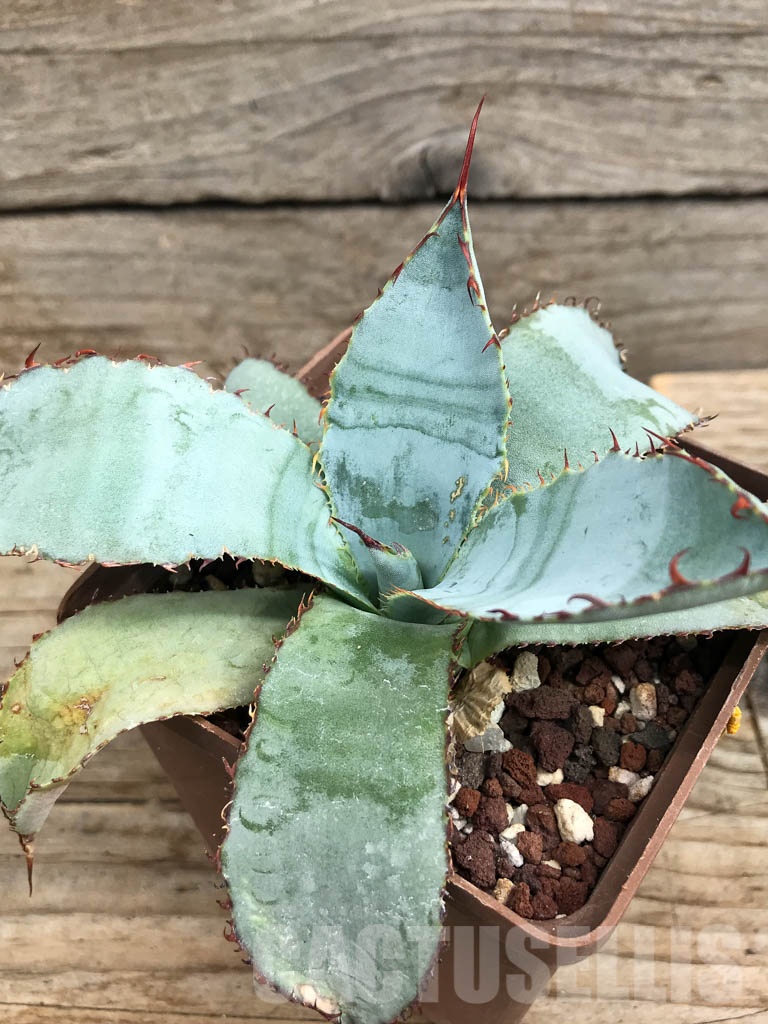 SHPR6359 Agave guadalajarana 'Leon Raft', Guadalajara region, Mexico - Image 3