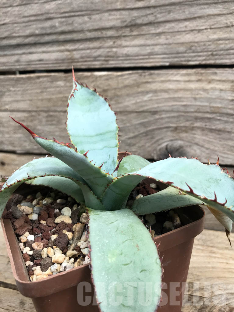 SHPR6359 Agave guadalajarana 'Leon Raft', Guadalajara region, Mexico - Image 4