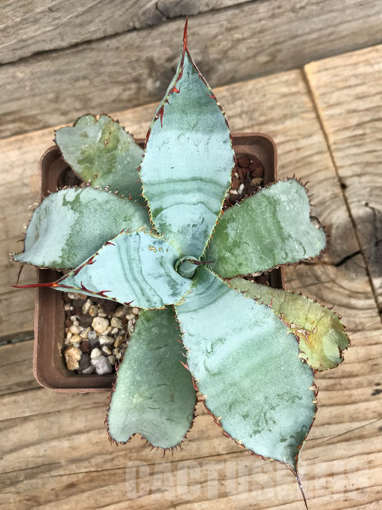 SHPR6359 Agave guadalajarana 'Leon Raft', Guadalajara region, Mexico - Image 5