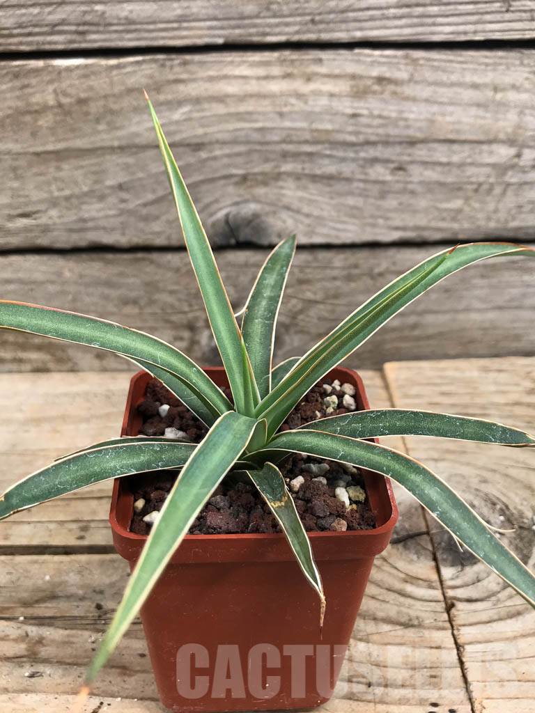 SHPR6360 Agave schottii var. schottii, New Mexico - Image 2