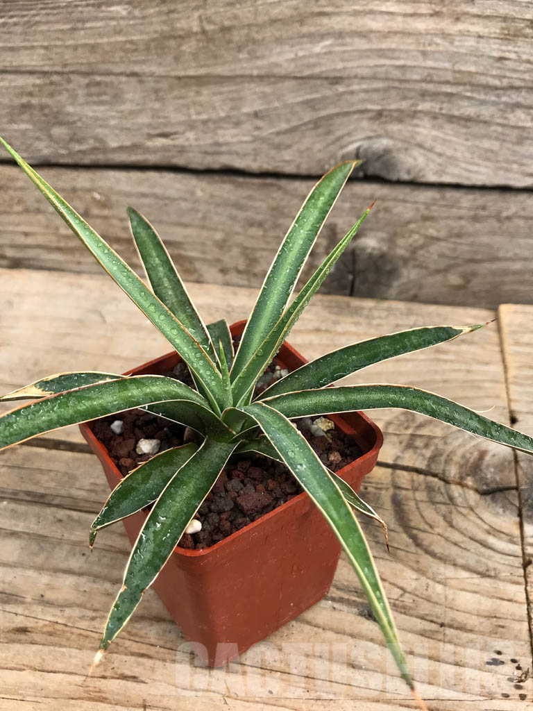 SHPR6360 Agave schottii var. schottii, New Mexico - Image 3