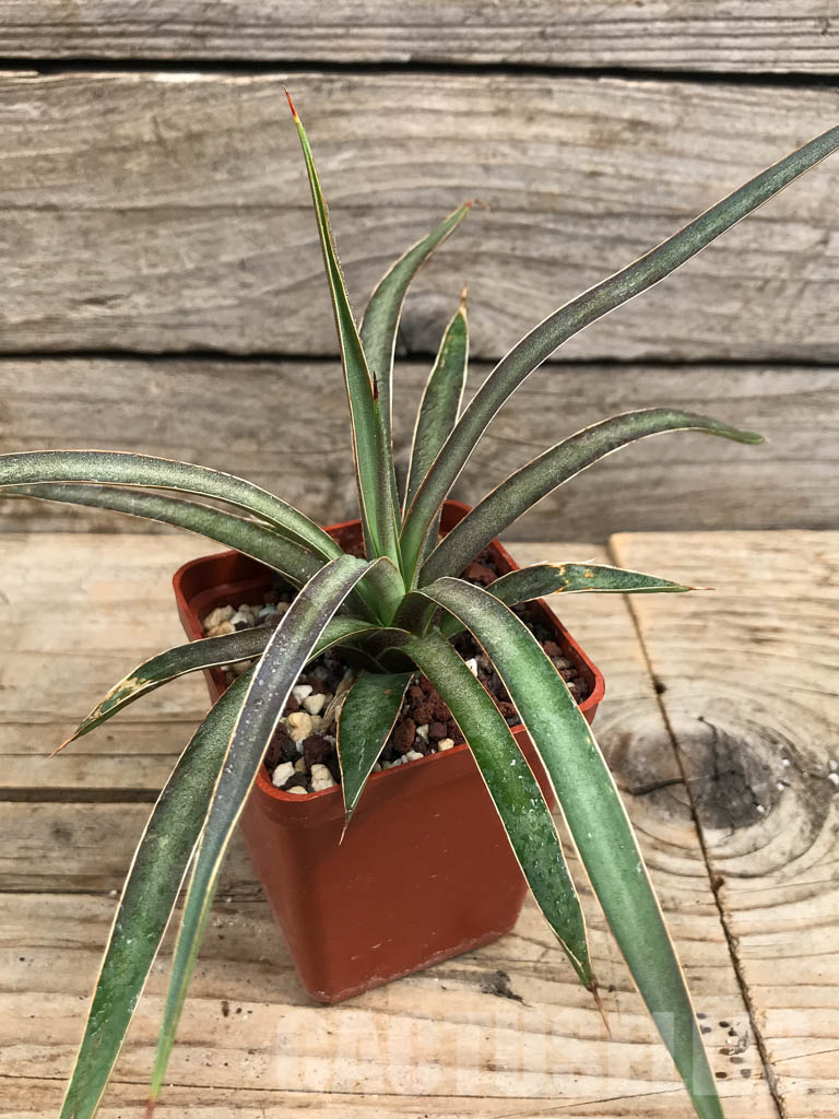 SHPR6360 Agave schottii var. schottii, New Mexico - Image 4