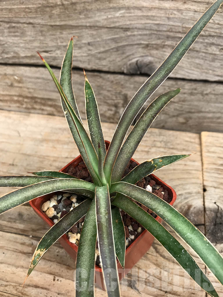SHPR6360 Agave schottii var. schottii, New Mexico
