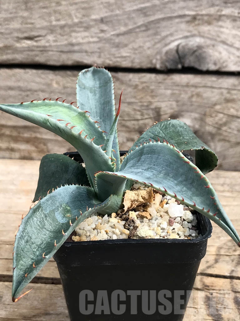 SHPR6362 Agave aff. colorata 'Supreme', Sonora, Mexico - Image 2