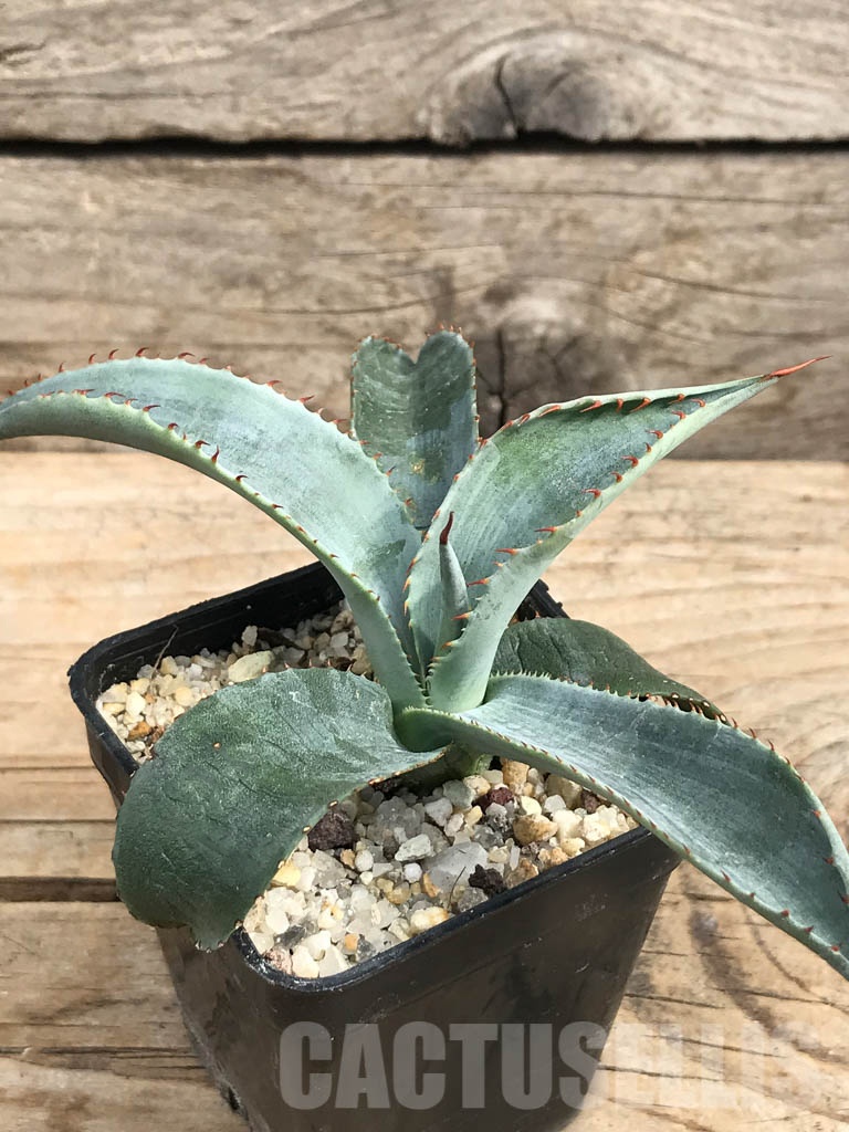 SHPR6362 Agave aff. colorata 'Supreme', Sonora, Mexico - Image 3