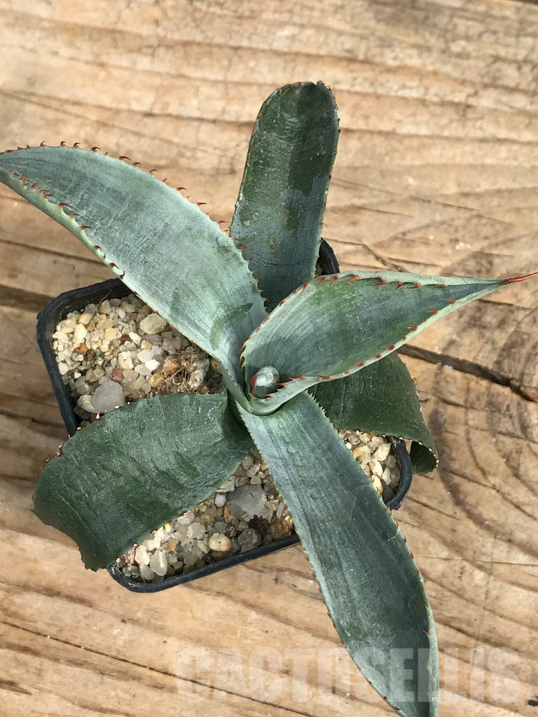 SHPR6362 Agave aff. colorata 'Supreme', Sonora, Mexico - Image 4
