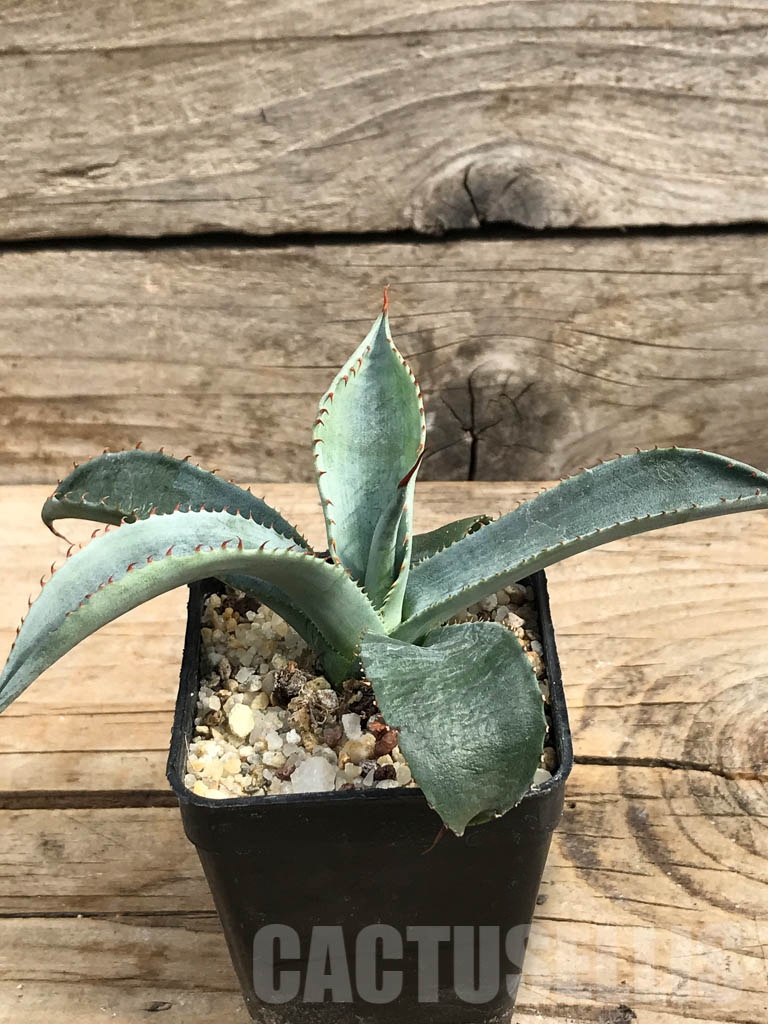 SHPR6362 Agave aff. colorata 'Supreme', Sonora, Mexico - Image 5