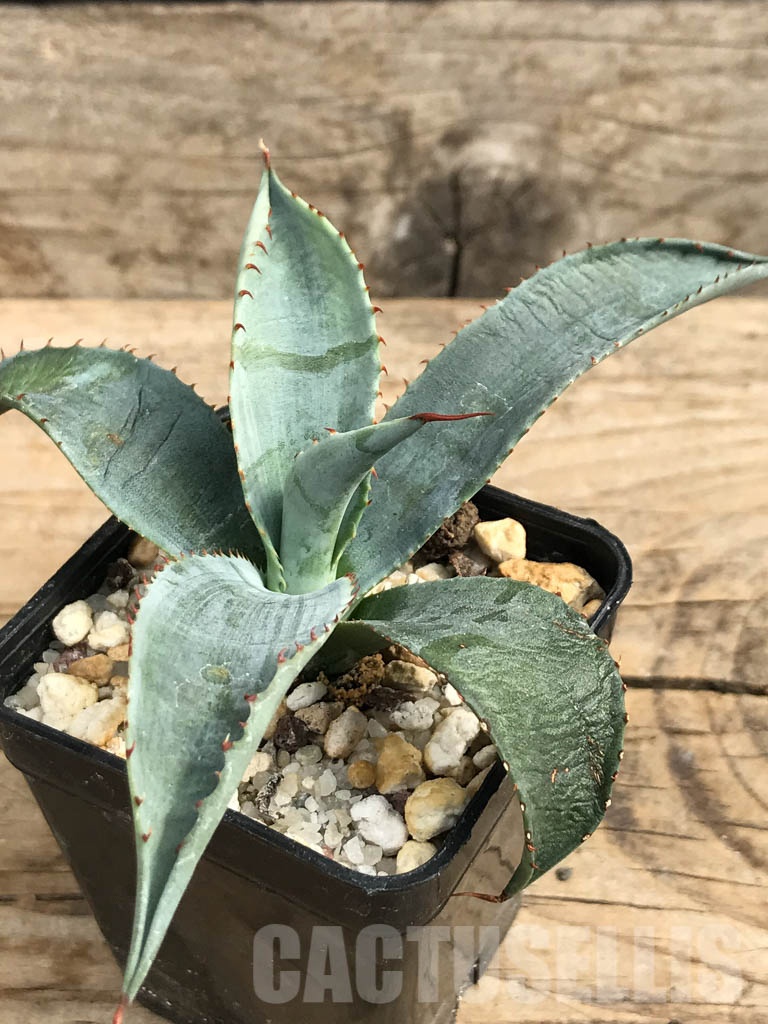 SHPR6362 Agave aff. colorata 'Supreme', Sonora, Mexico - Image 6