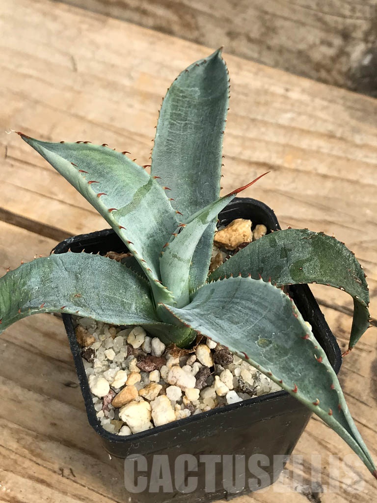SHPR6362 Agave aff. colorata 'Supreme', Sonora, Mexico - Image 7