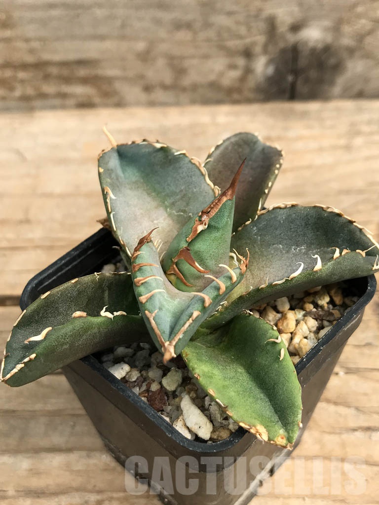 SHPR6364 Agave titanota compact form FO-076 Sierra Mixteca, Oaxaca, Mexico – Cactus-online SHPR6364 Agave titanota compact form FO-076 Sierra Mixteca, Oaxaca, Mexico – Cactus-online