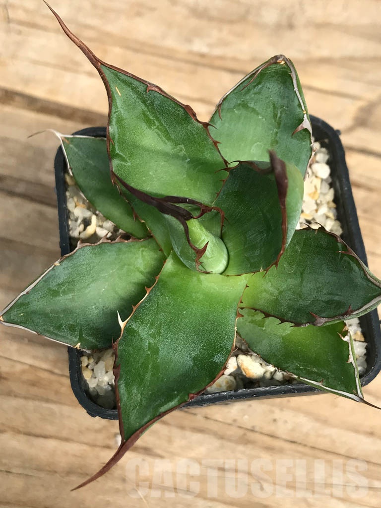 引き取り限定 実生 agave horrida ssp. horrida 引き取り限定 実生 agave horrida ssp. horrida