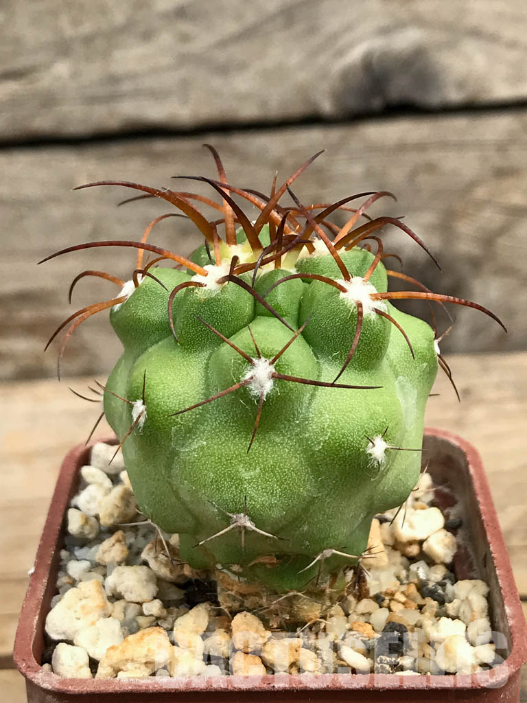 SHPR6374 Copiapoa coquimbana, La Serena, Coquimbo Prov., Chile - Image 2