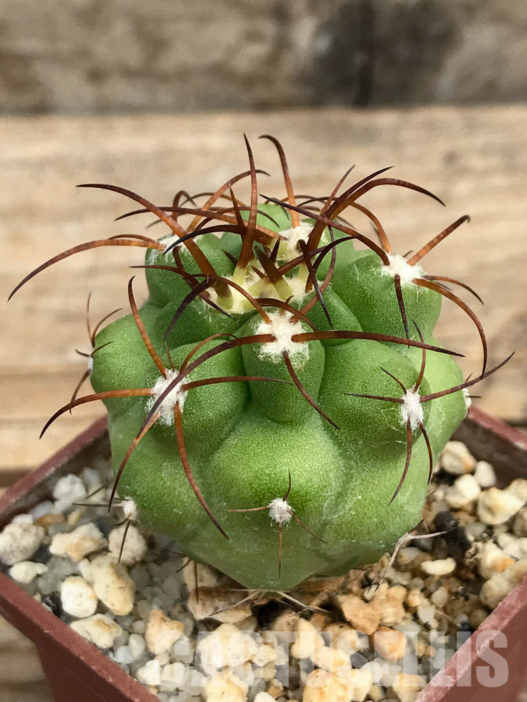 SHPR6374 Copiapoa coquimbana, La Serena, Coquimbo Prov., Chile - Image 3
