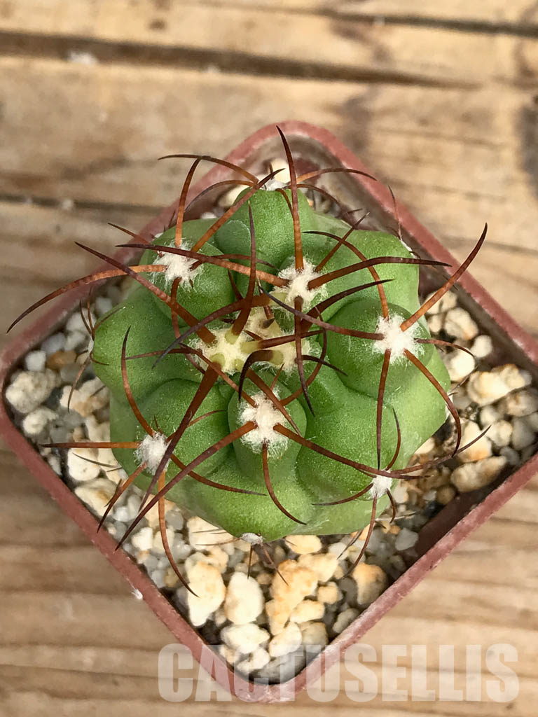 SHPR6374 Copiapoa coquimbana, La Serena, Coquimbo Prov., Chile