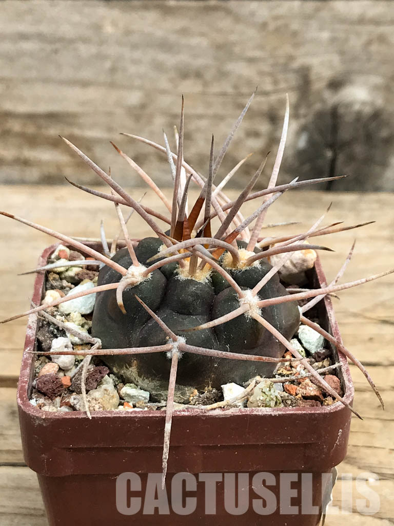 SHPR6379 Gymnocalycium ocuitum, Argentina - Image 2