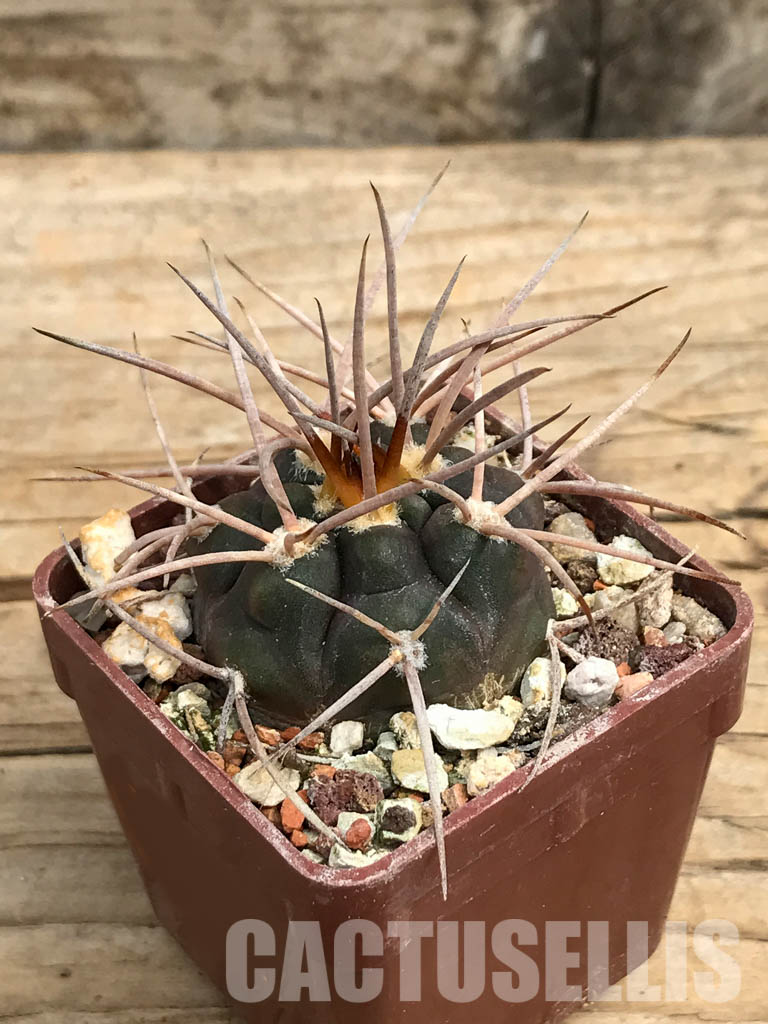 SHPR6379 Gymnocalycium ocuitum, Argentina - Image 3