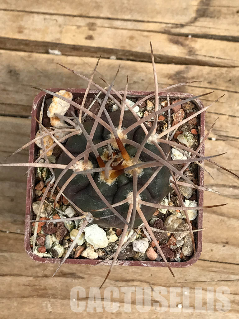 SHPR6379 Gymnocalycium ocuitum, Argentina