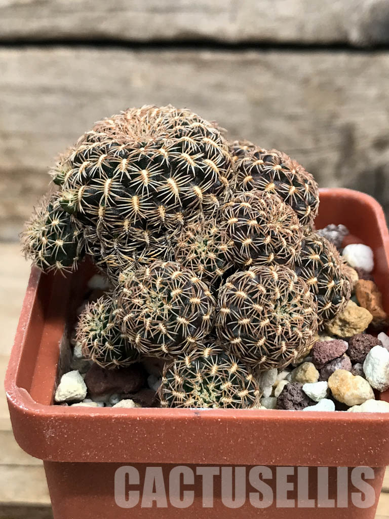 SHPR6387 Sulcorebutia augustinii HS152, Huanakuni Chico, Cochabamba, Bolivia - immagine 2