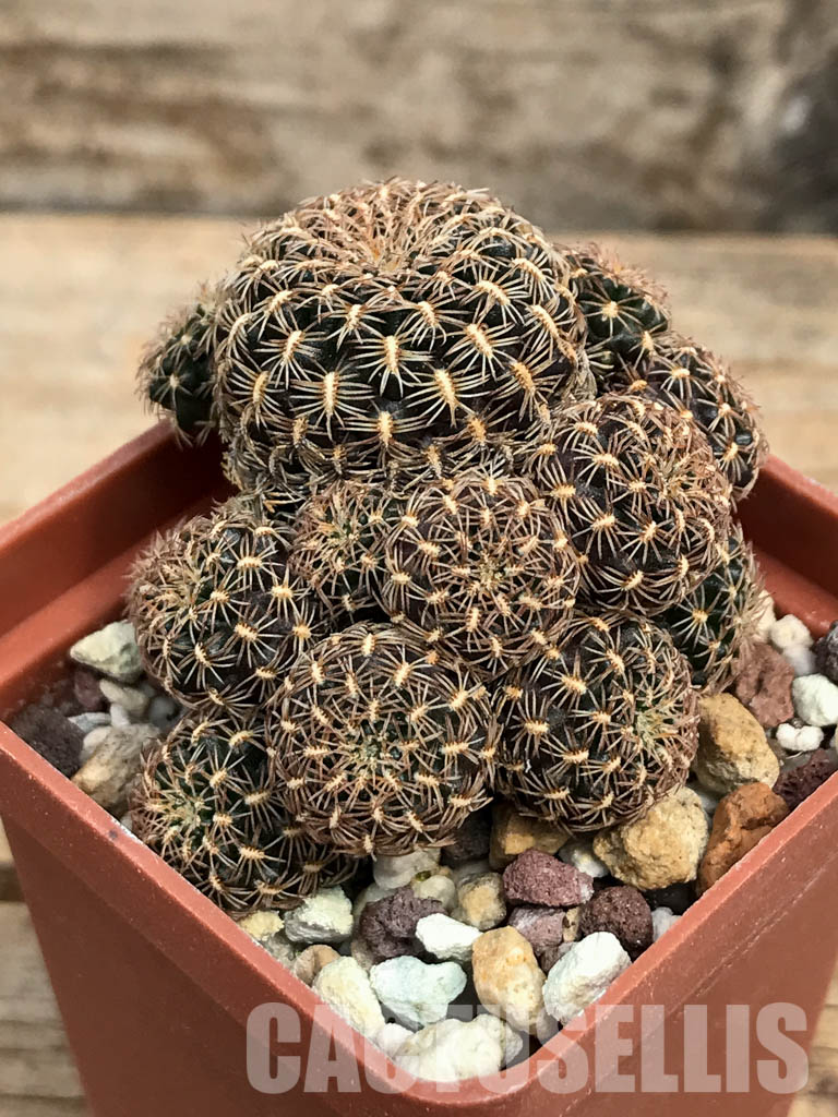 SHPR6387 Sulcorebutia augustinii HS152, Huanakuni Chico, Cochabamba, Bolivia - immagine 3