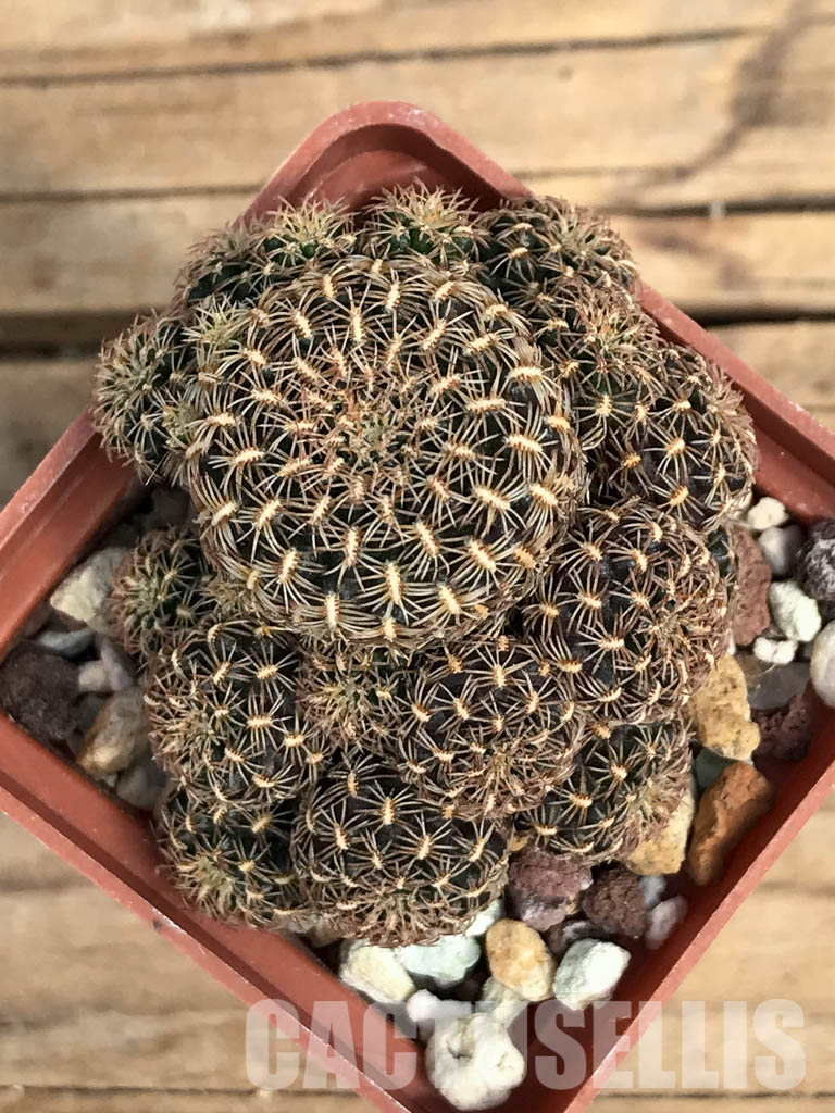 SHPR6387 Sulcorebutia augustinii HS152, Huanakuni Chico, Cochabamba, Bolivia