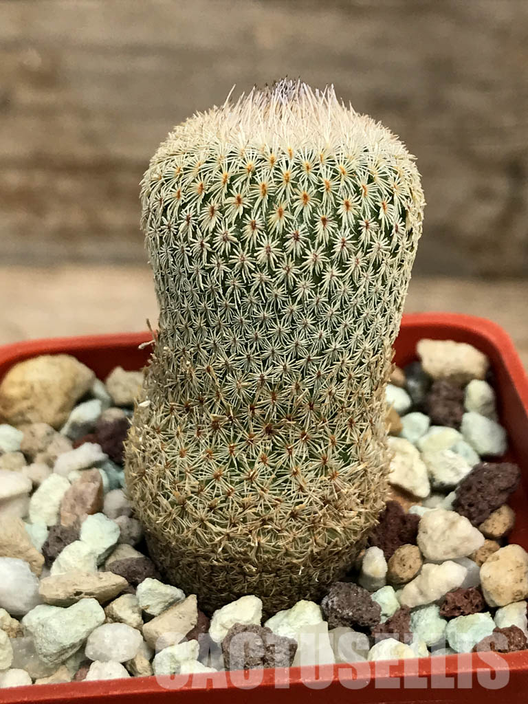 SHPR6388 Stenocactus longispinus, SS 195E, North of La Ascension alt. 2000 m till alt. 2300 m , Nuevo Leon - Image 2