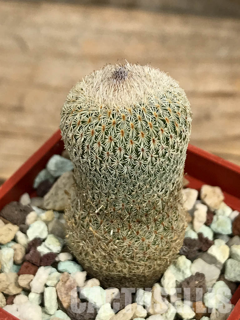 SHPR6388 Stenocactus longispinus, SS 195E, North of La Ascension alt. 2000 m till alt. 2300 m , Nuevo Leon - Image 3