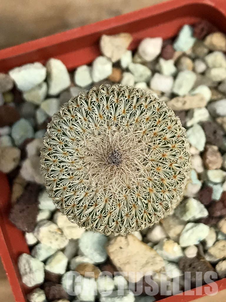 SHPR6388 Stenocactus longispinus, SS 195E, North of La Ascension alt. 2000 m till alt. 2300 m , Nuevo Leon